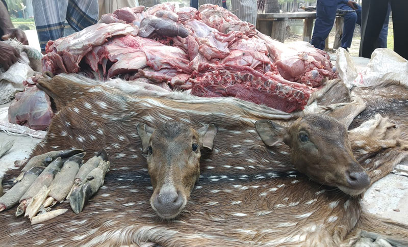 200 kg venison, 2 deer heads seized in Barguna