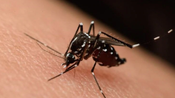 Could botox cousin curtail malaria?