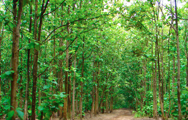 One lakh trees to be planted marking Bangabandhu’s birth centenary