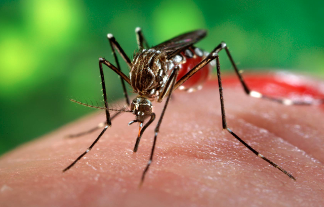 Dengue outbreak higher this year: DSCC Mayor