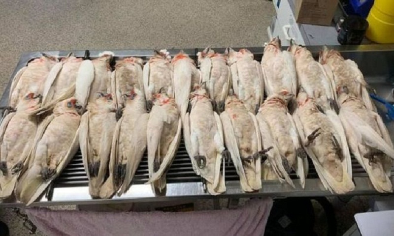 Australia corella deaths: Dozens of birds found in suspected poisoning