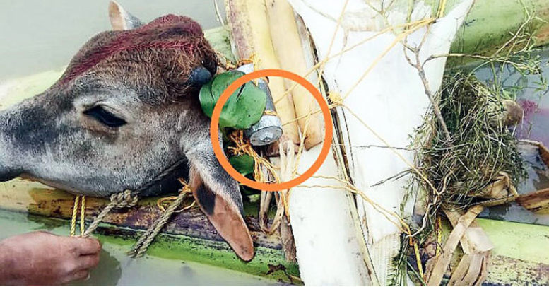 BSF rescues over 350 cows with socket bombs tied around neck