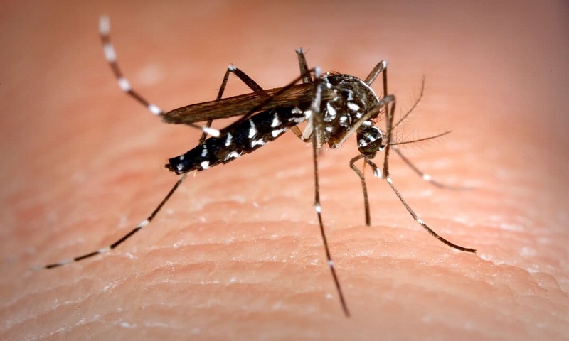 Ayurvedic ways to keep mosquitoes away this monsoon