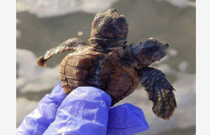 S Carolina turtle patrol group finds two-headed hatchling