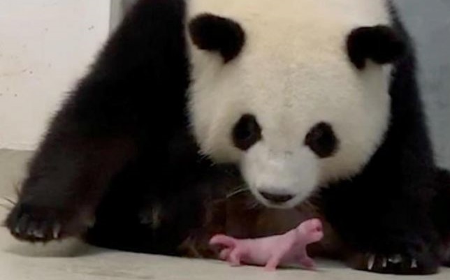 Berlin zoo delights in rare birth of panda twins
