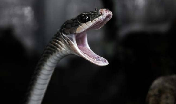 Talking on phone, woman sits on snakes, gets bitten and dies