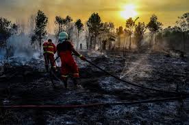 Forest fires destroying vital buffer against climate change

