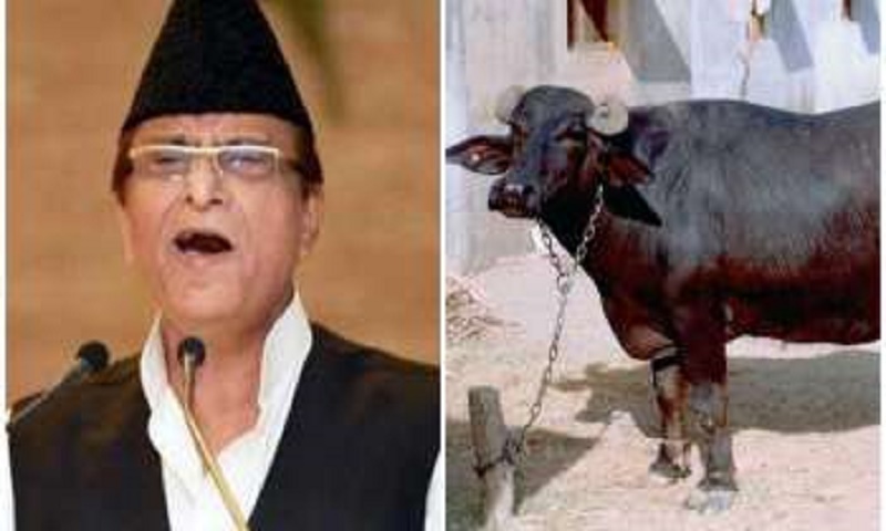 After buffaloes, politician now booked for stealing goats