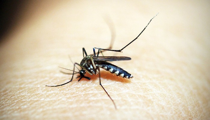 97 percent dengue patients return home