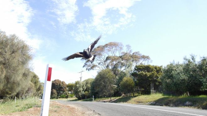 Australian cyclist dies while fleeing swooping Magpie