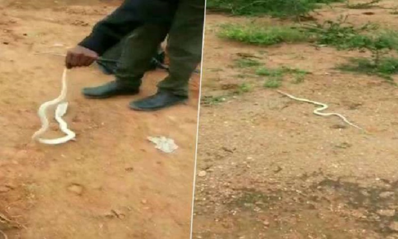 3-foot-long white-coloured cobra rescued in India’s Tamil Nadu