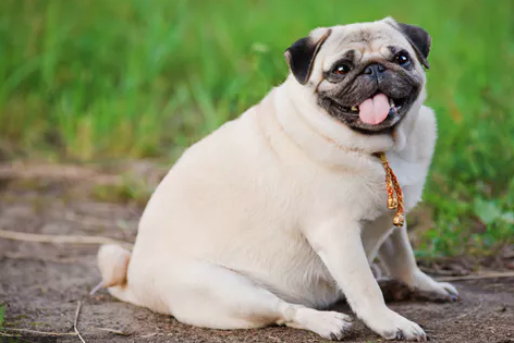 Overweight people more likely to have overweight dogs: study