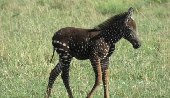 Incredibly rare Polka-Dotted Zebra spotted in Kenya