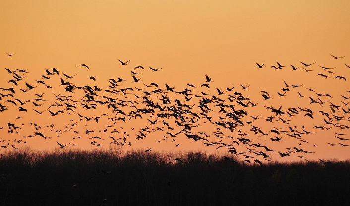 Where have the wild birds gone? 3 billion fewer than 1970
