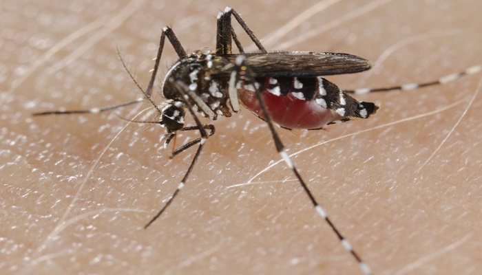 461 new dengue patients hospitalised in 24 hrs