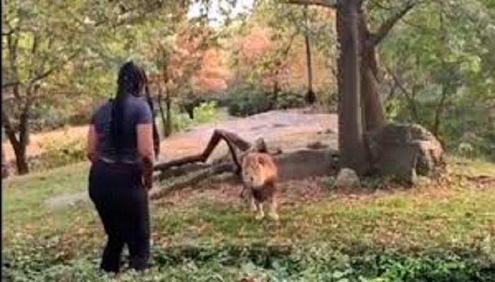 Woman climbs inside lion’s enclosure in zoo and dances