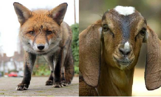 Two held for selling fox meat as mutton in Brahmanbaria