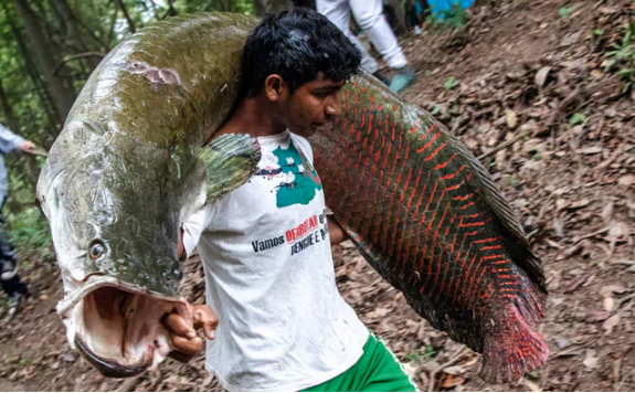 Amazon's giant  pirarucu fish, now on dinner plates