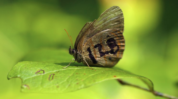 Butterfly on a bomb range: Endangered Species Act at work