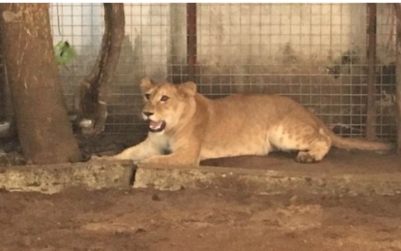Lion removed from house opposite school in Lagos