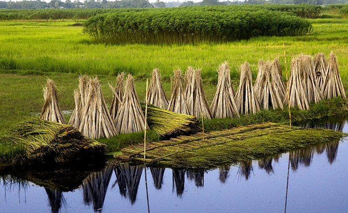  Bangladesh’s resolution on natural fibres adopted at UN assembly