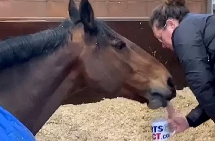 UK police horse refuses to get out of bed for work until he has cup of tea (Video)