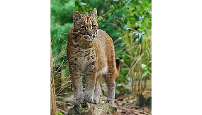 Rare golden cat spotted in NW China