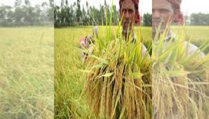 Paddy procurement process in Jashore goes digital