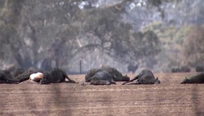 Wildfires threaten unique critters on Australian 'Galapagos'