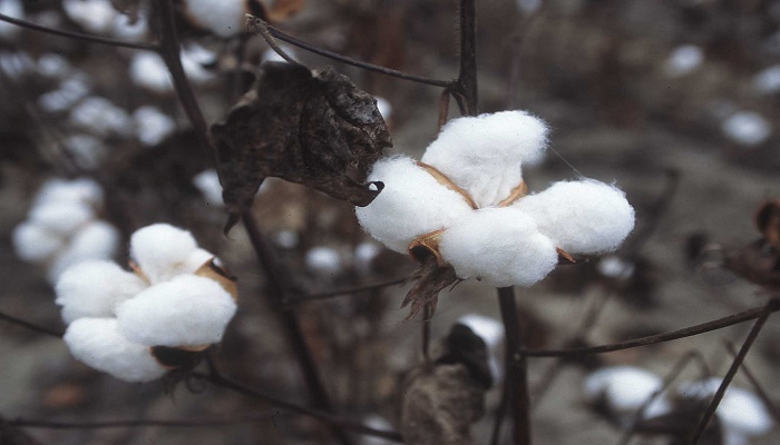 Cultivation of Cotton and Development of Textile Industries