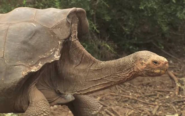 Giant tortoise Diego to return home after captive breeding program