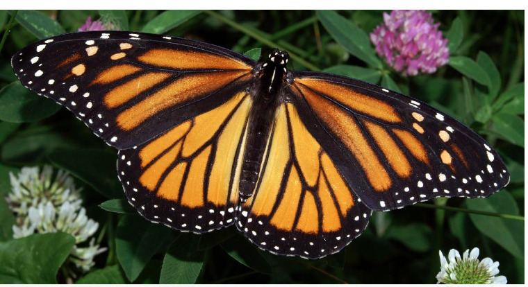 California's monarch butterflies critically low for 2nd year