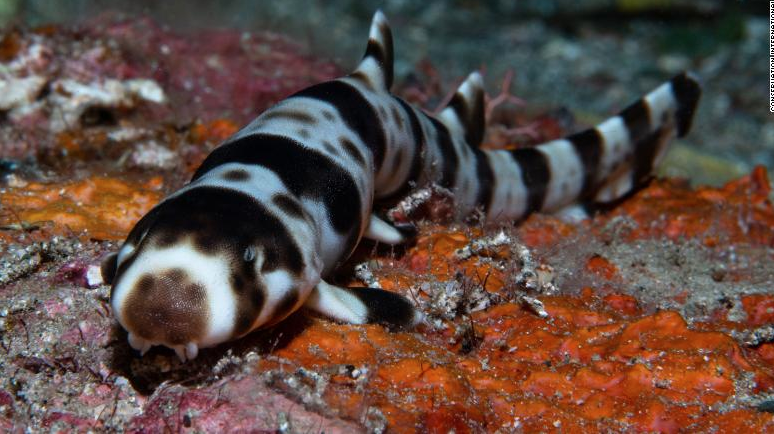 Scientists discovered four new species of sharks that walk
