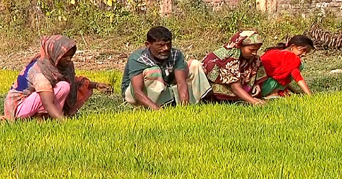 Faridpur farmers losing interest in Boro crop