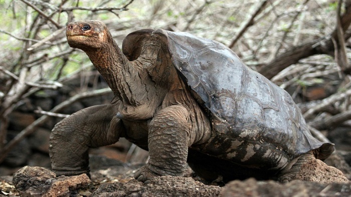 Relative of extinct tortoise located in Galapagos