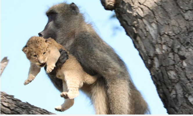 Baboon steals lion cub, grooms it