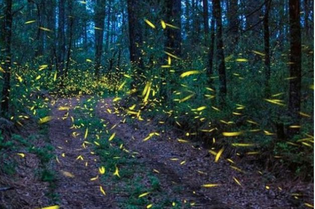 Fireflies face extinction risk, tourists are partly to blame