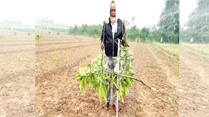 Miscreants cut down mango trees in Manirampur