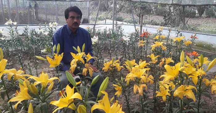 Lilium blooms in Gazipur; Bari's effort shows success
