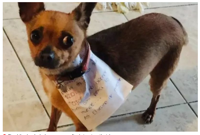 Man in coronavirus self-isolation sends dog to shop with list and money attached to collar