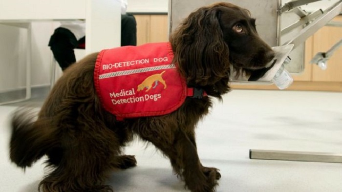 Dogs to be trained to detect coronavirus