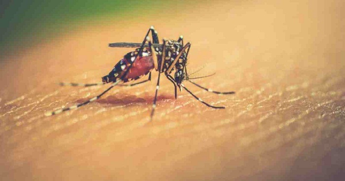 No new dengue case in 24 hrs