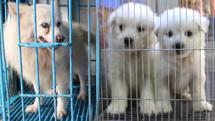 Don’t be cruel to pet animals, Minister to Kataban shop owners