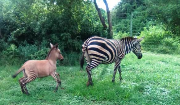 Zebra mates with donkey, gives birth to 'highly unusual' Zonkey