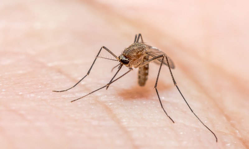 World Malaria Day 2020: Malaria continue might be a threat amid Covid-19 outbreak