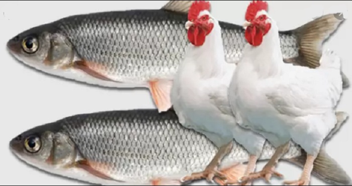 Ministry sells fish, poultry worth Tk 47 crore in one day