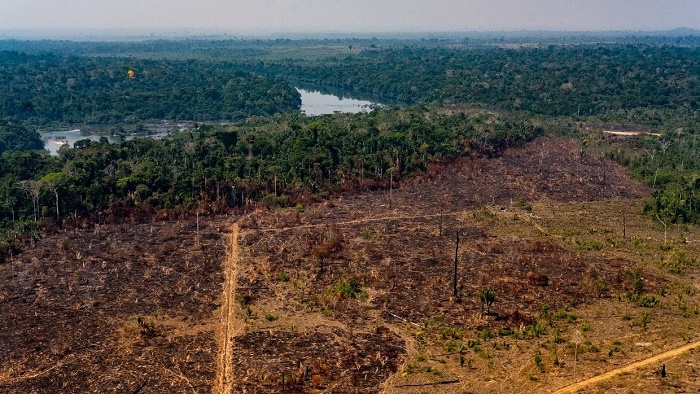 With attention on virus, Amazon deforestation surges