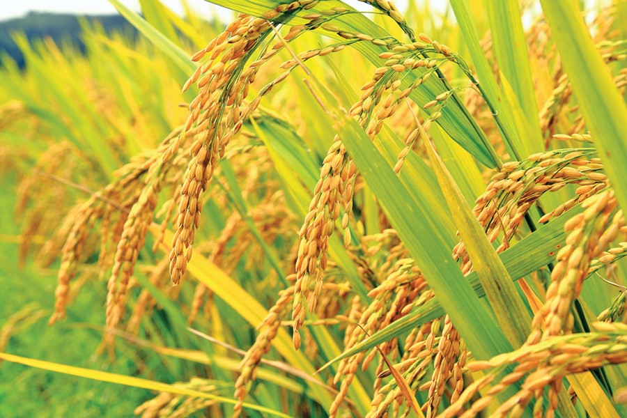 Bangladesh to become 3rd in global rice production