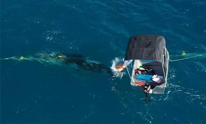 Australian man fined for rescuing whale from sea nets