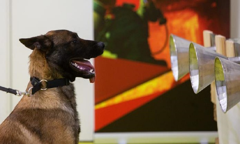 
Dogs can sniff out COVID-19